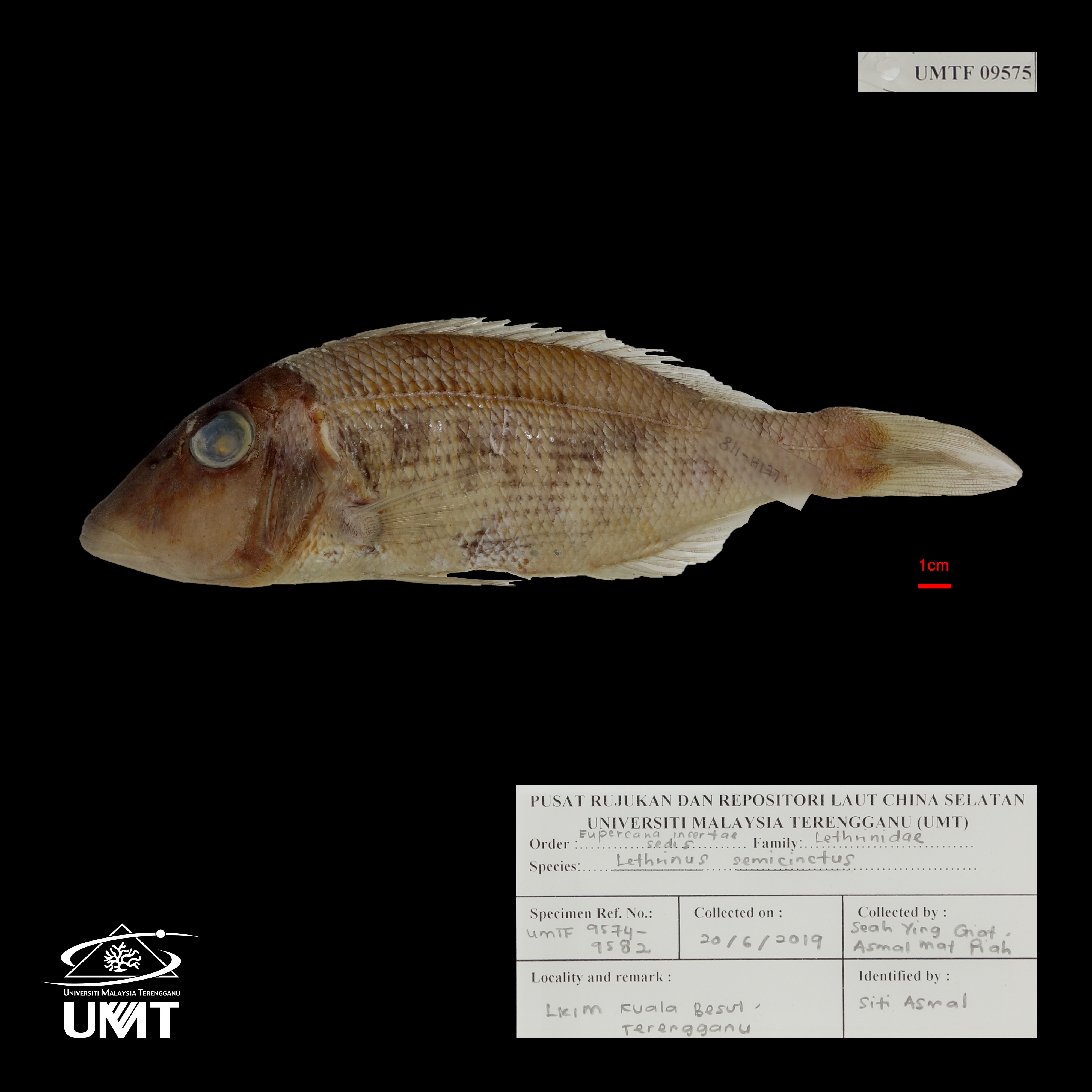 Specimen image